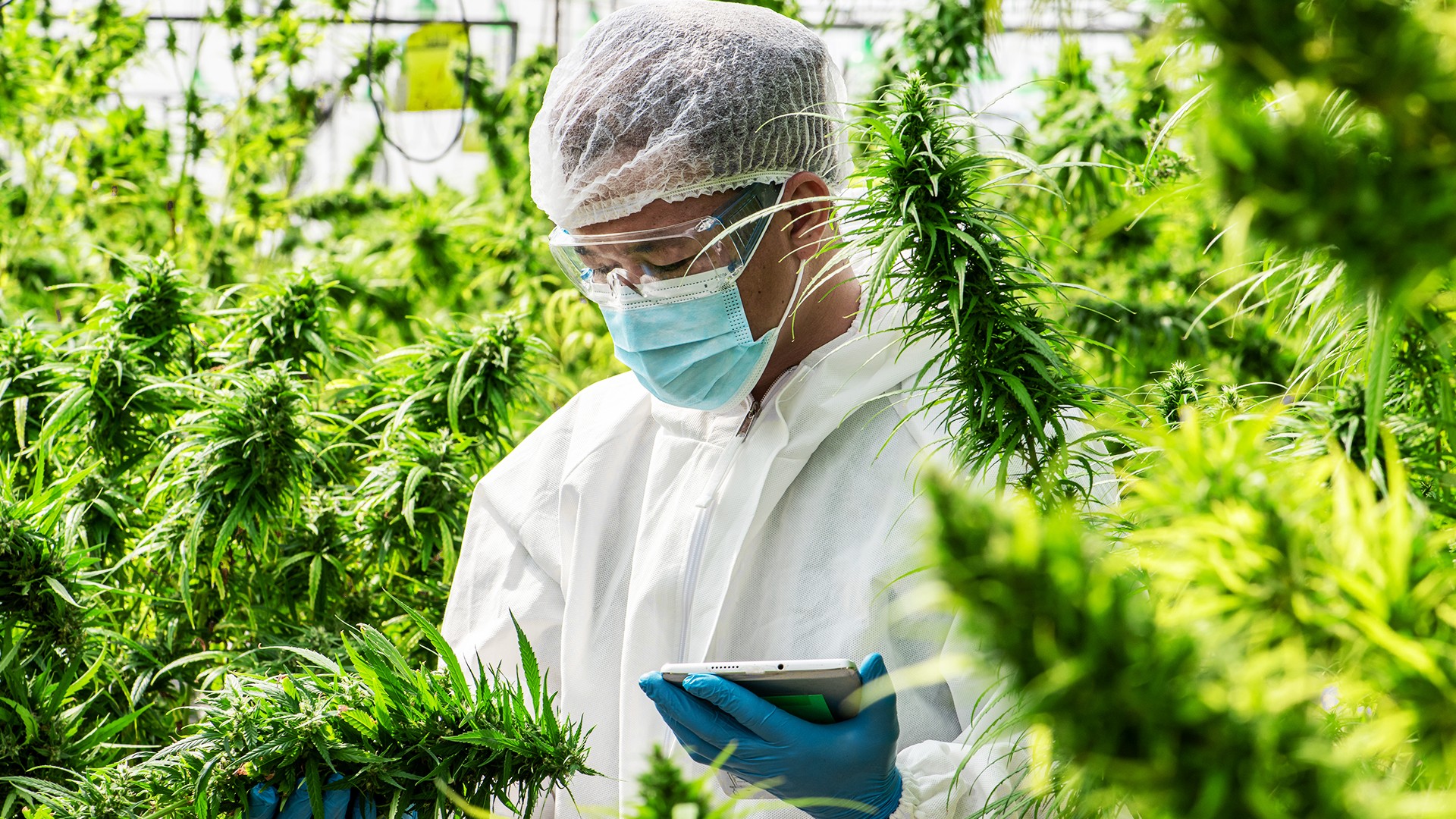 cannabis mixer compliance